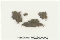 藏品(亞太小蒴苔屬)的圖片